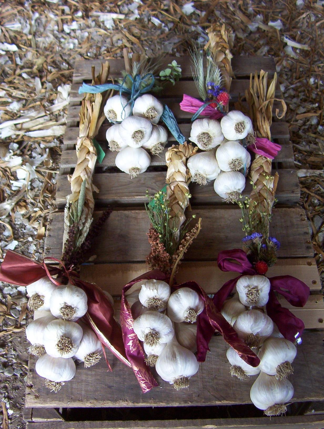 garlic braids 2012 072