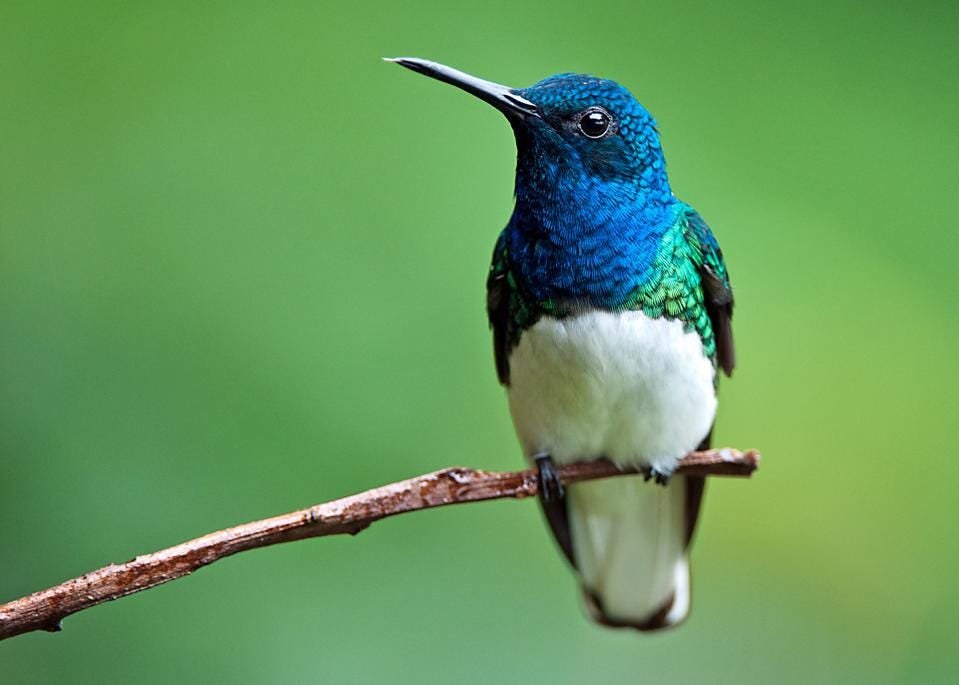 Why Do Some Female Hummingbirds Crossdress?